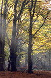 Foto Rotbuchen im Herst