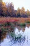 Foto Moorkolk im Herbst