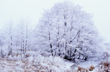 Foto Winterlandschaft