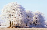 Foto Bäume im Raureif