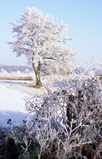 Foto Baum im Raureif