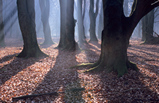 Foto Schatten im Wald