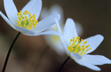 Foto Buschwindröschen, Anemone nemorosa