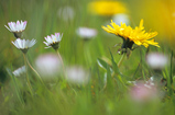 Foto Löwenzahn und Gänseblümchen