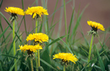 Foto Löwenzahn, Taraxacum officinalis