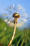 Foto Pusteblume, Taraxacum officinalis