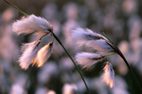 Foto Schmalblättriges Wollgras, Eriophorum angustifolium