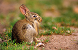 Foto Junges Wildkaninchen