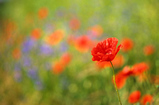 Foto Klatschmohn, Papaver rhoeas