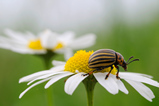 Foto Kartoffelkäfer auf Margerite