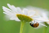 Foto Marienkäfer an Margerite