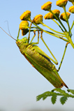 Foto Grünes Heupferd