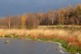 Foto Moorkolk im Herbst