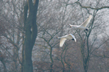 Foto Fliegende Zwergschwäne