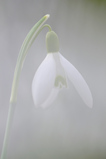 Foto Schneeglöckchen, Galanthus nivalis