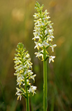 Foto Weiße Waldhyazinthe, Platanthera bifolia