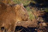 Foto Wombat