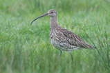 Foto Großer Brachvogel