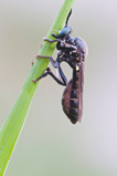 Foto Schwarze Habichtsfliege