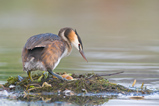 Foto Haubentaucher am Nest