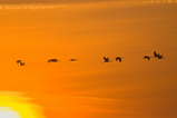 Foto Kranichflug bei Sonnenaufgang