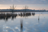 Foto Wiedervernässtes Moor