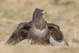 Foto Mäusebussard