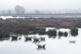 Foto Wiedervernässtes Hochmoor