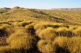 Foto Spinifex-Gras