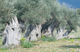 Foto Alte Olivenbäume