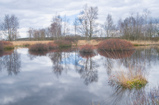 Foto Gagelblüte im Moor