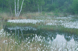 Foto Wollgras im Moor