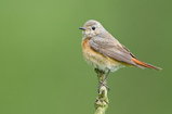 Foto Gartenrotschwanz