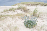 Foto Stranddistel und Dünen