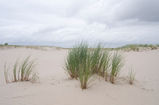 Foto Dünen auf Spiekeroog