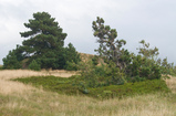 Foto Kiefern auf Dünen