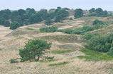 Foto Kiefern in Dünen