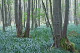 Foto Erlenbruchwald