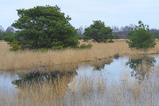 Foto Kiefern im Moor