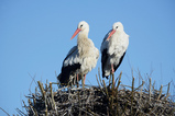 Foto Weißstorch