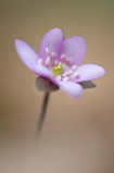 Foto Hepatica nobilis,Rosa Form