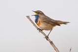 Foto Weißsterniges Blaukehlchen