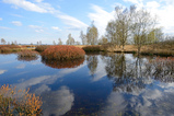 Foto Gagelblüte im Moor