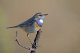 Foto Weißsterniges Blaukehlchen