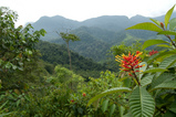 Foto Tropischer Regenwald