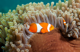 Foto Anemonenfisch, Clownfisch