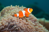 Foto Anemonenfisch, Clownfisch