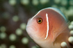 Foto Halsband-Anemonenfisch