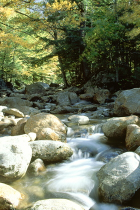 Waldbach - Foto, Druck, Poster, Leinwand