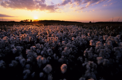 Wollgraswiese im Sonnenaufgang - Foto, Druck, Poster, Leinwand